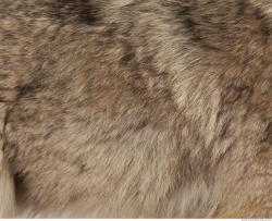 Photo Textures of Fur